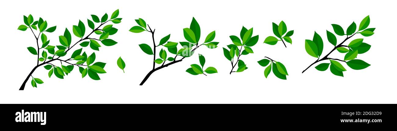 Summer tree branch with fresh green leaves. Vector illustration Stock ...