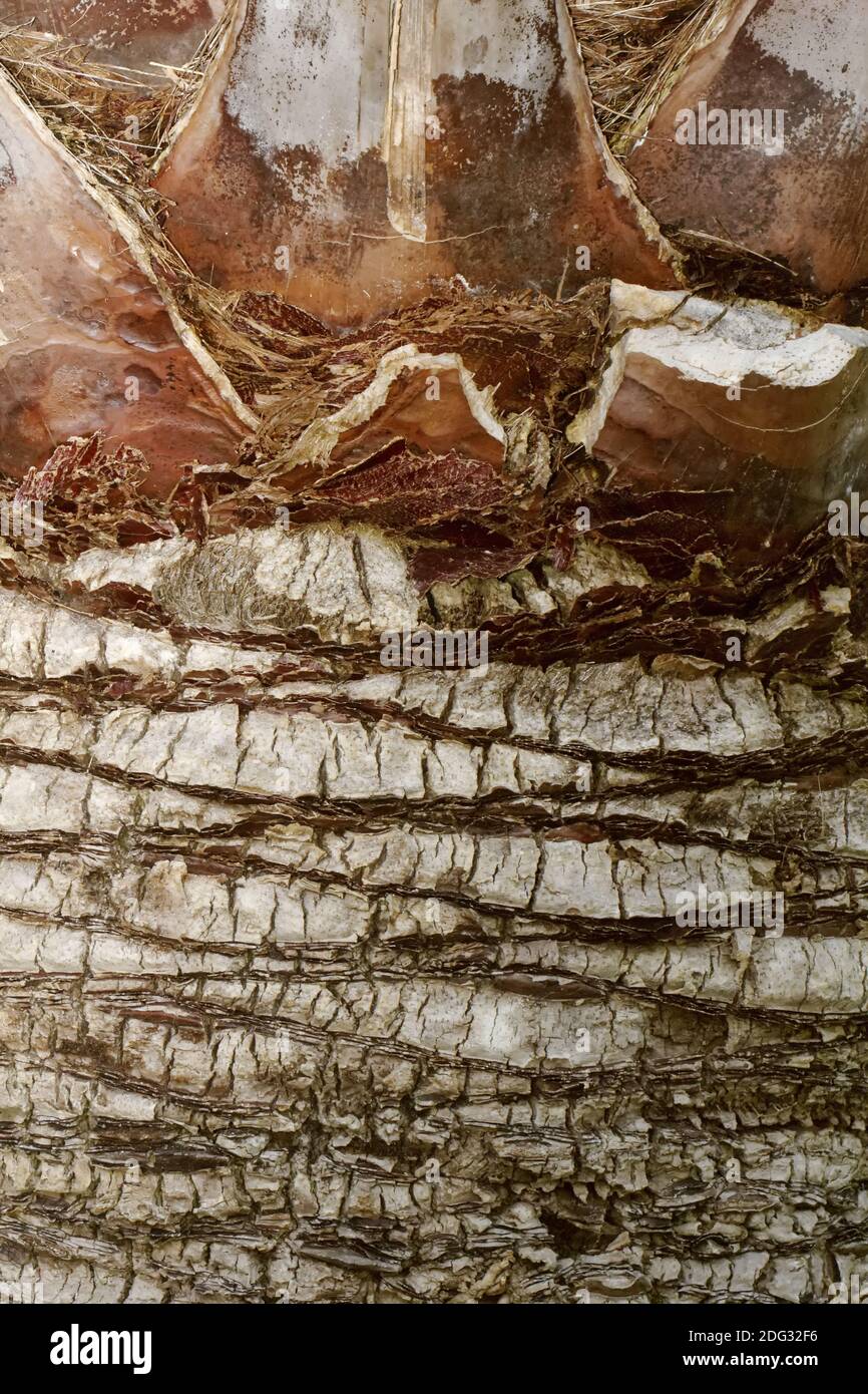 Butia capitata hires stock photography and images Alamy