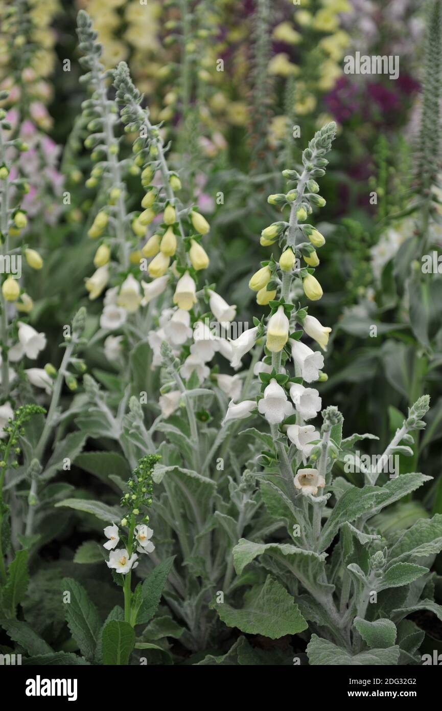 Heywood's foxglove (Digitalis mariana Heywoodii) Silver Fox with grey pubescent leaves and white flowers bloom on an exhibition in May Stock Photo