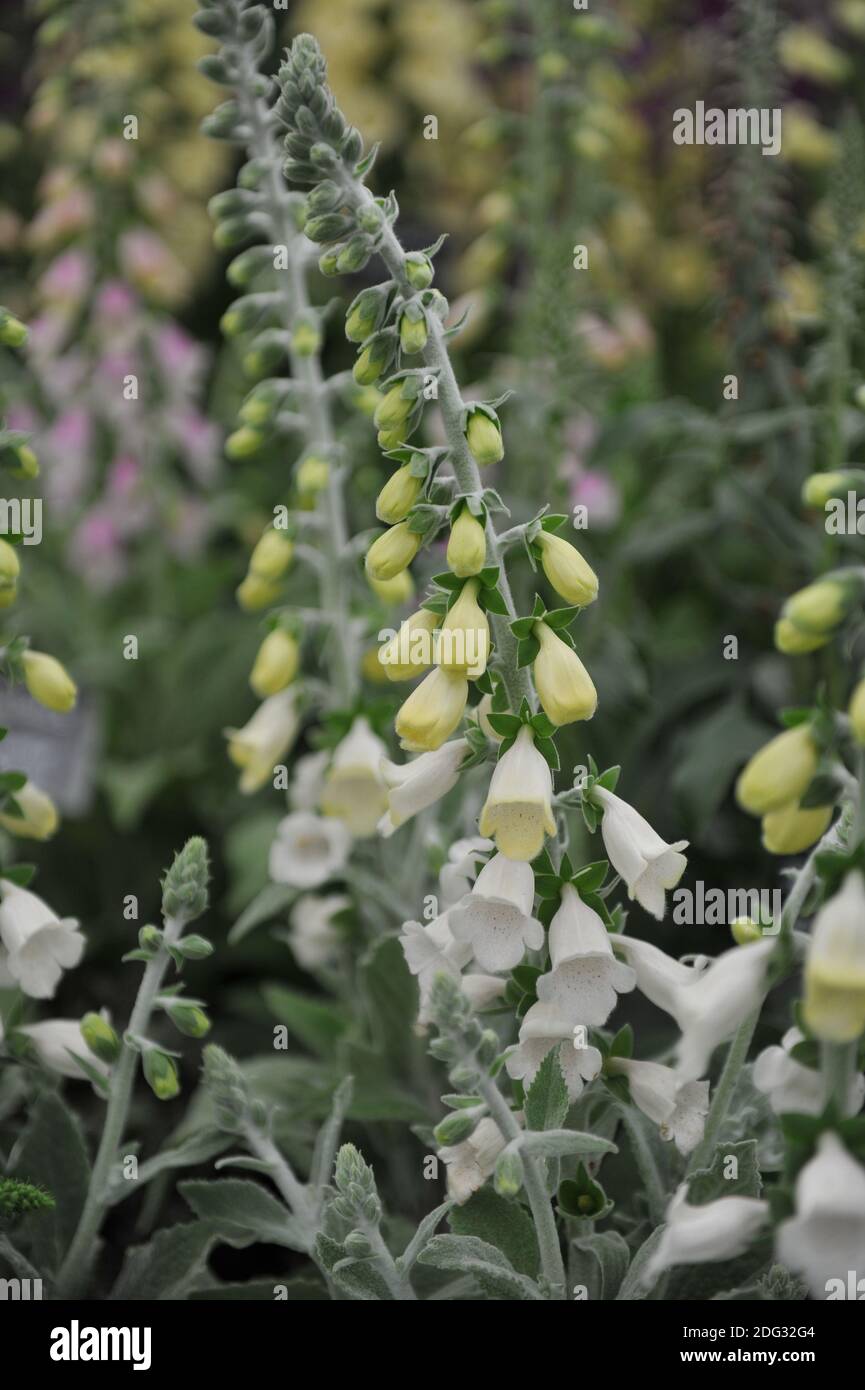 Heywood's foxglove (Digitalis mariana Heywoodii) Silver Fox with grey pubescent leaves and white flowers bloom on an exhibition in May Stock Photo