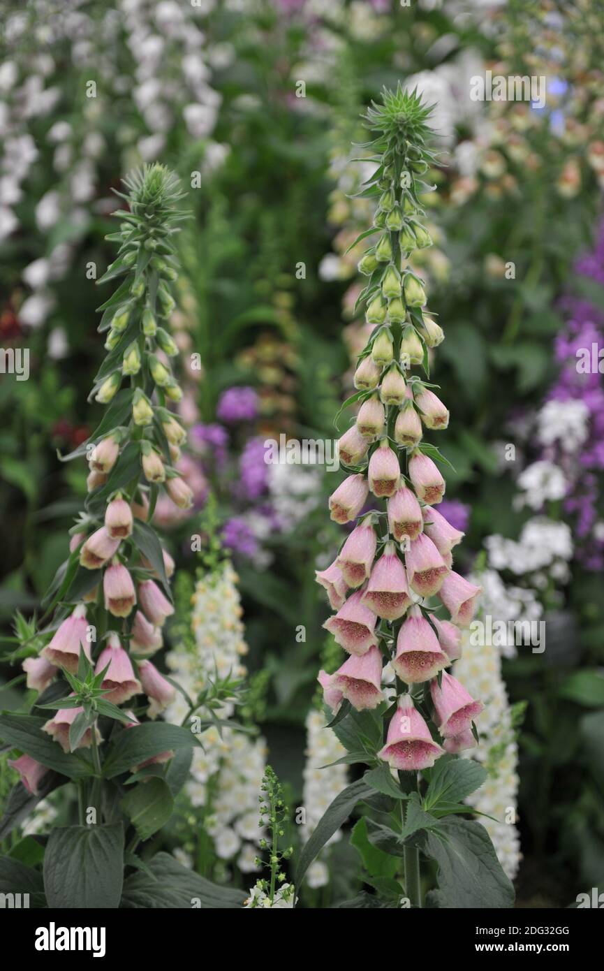 Pink strawberry foxglove (Digitalis mertonensis) bloom on an exhibition