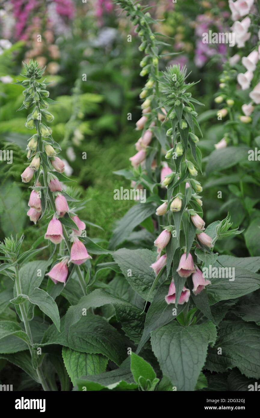 Pink strawberry foxglove (Digitalis mertonensis) bloom on an exhibition