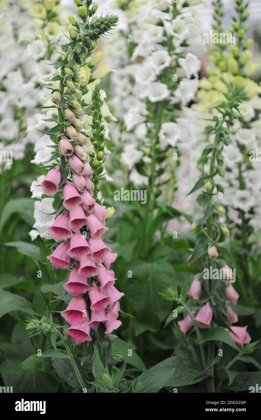 Pink strawberry foxglove (Digitalis mertonensis) bloom on an exhibition