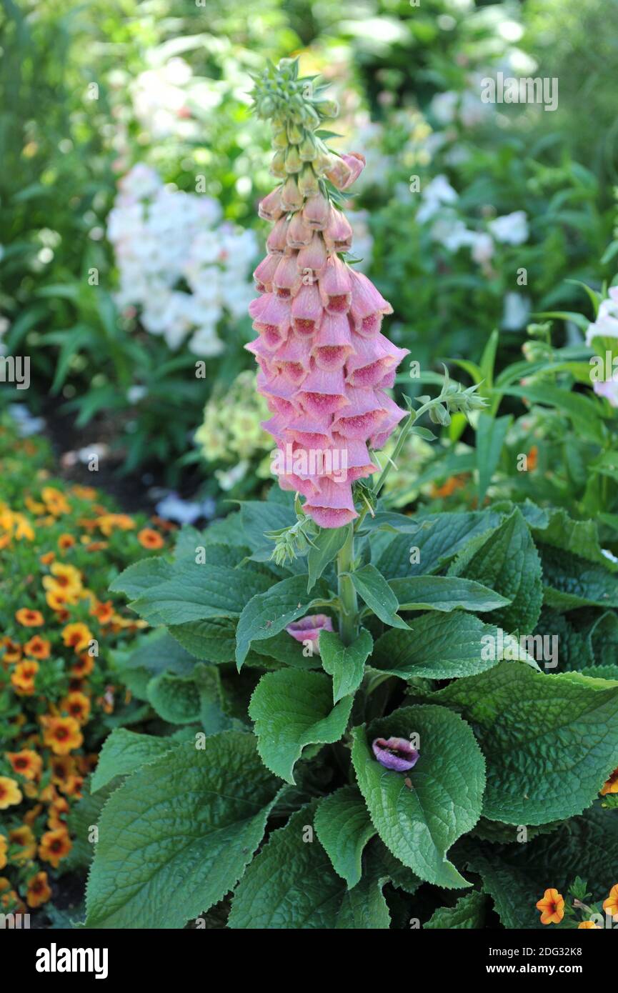 Strawberry foxglove (Digitalis mertonensis) bloom in a garden in July