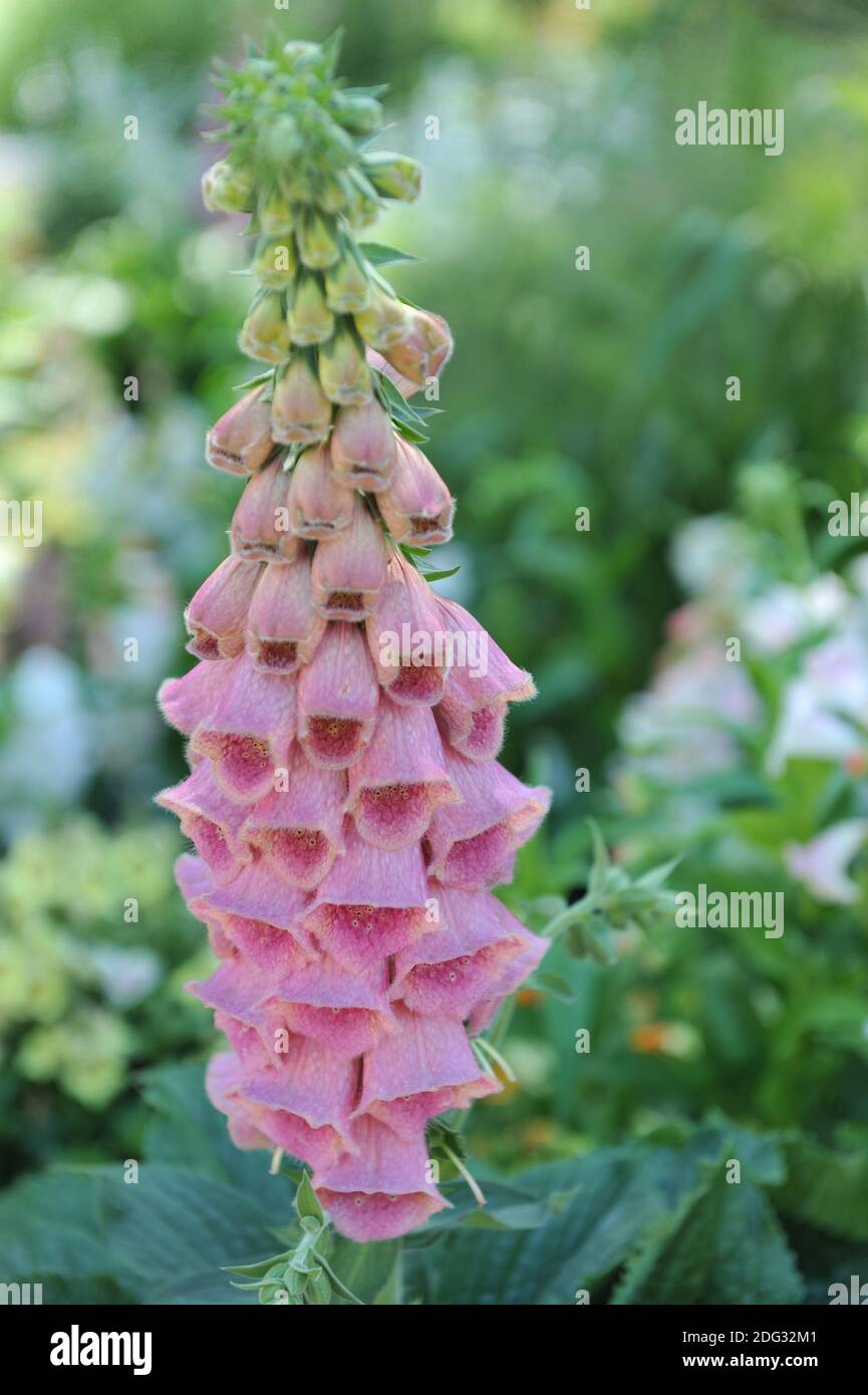 Strawberry foxglove (Digitalis mertonensis) bloom in a garden in July