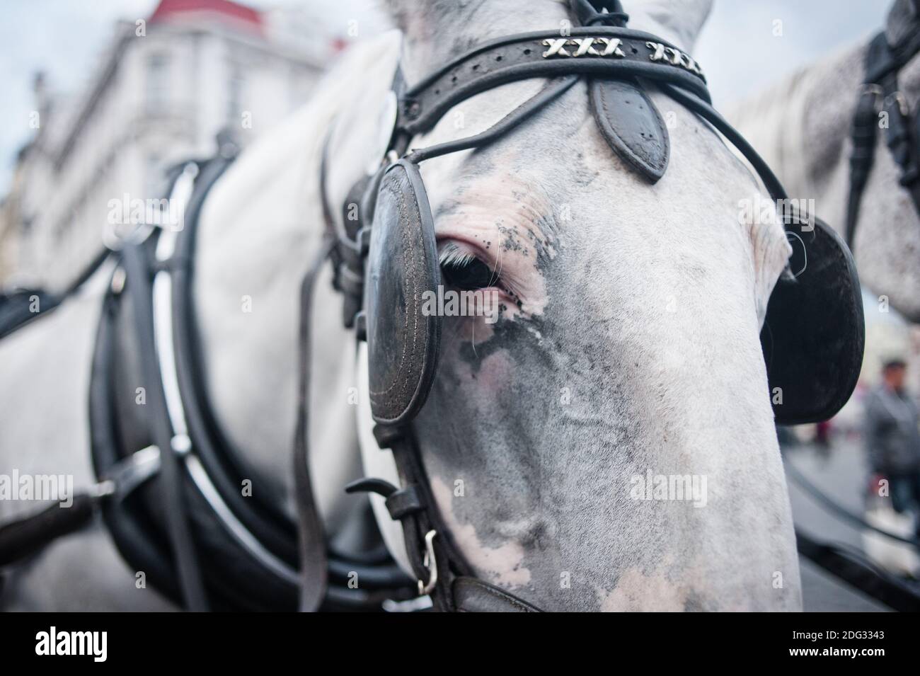 White kladruber horse in carriage in Prague center Stock Photo