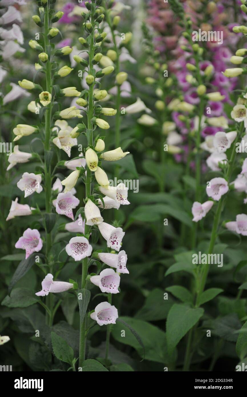 Common foxglove (Digitalis purpurea) Camelot Lavender blooms on an