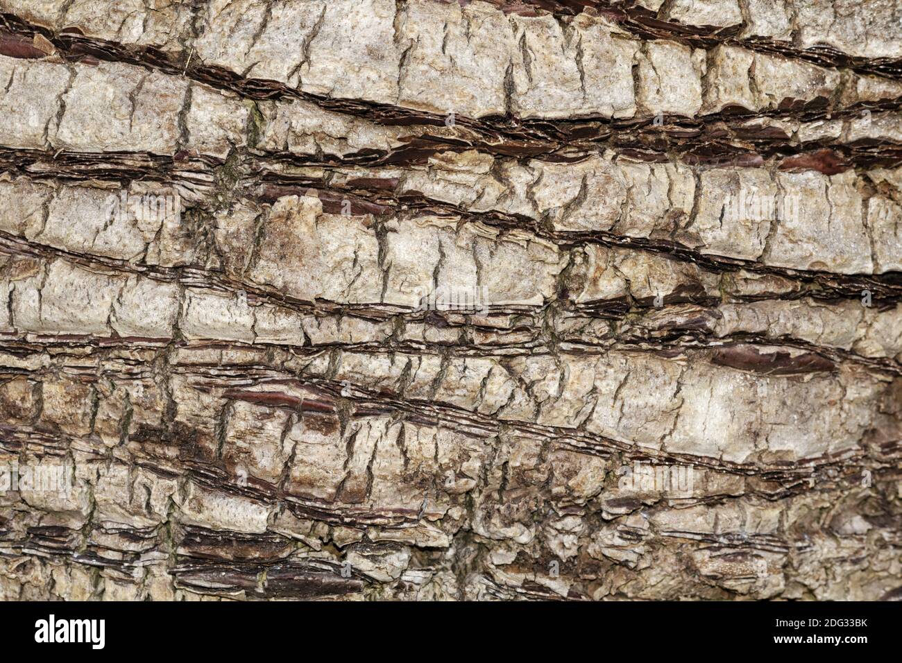 Butia capitata, Wine Palm, Jelly Palm, Pindo Palm Stock Photo Alamy