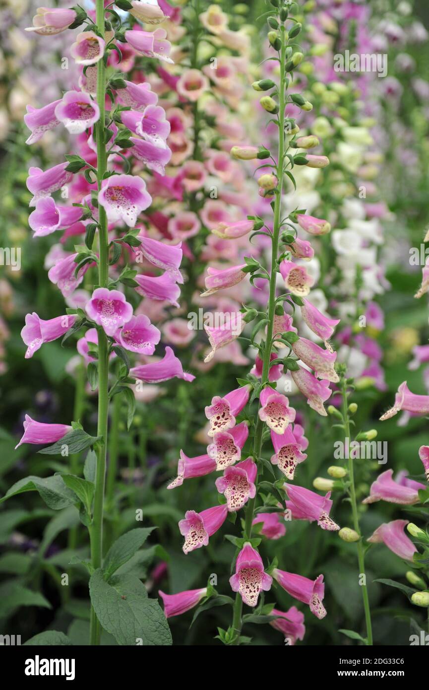 Common foxglove (Digitalis purpurea) Excelsior Group bloom on an exhibition in May Stock Photo