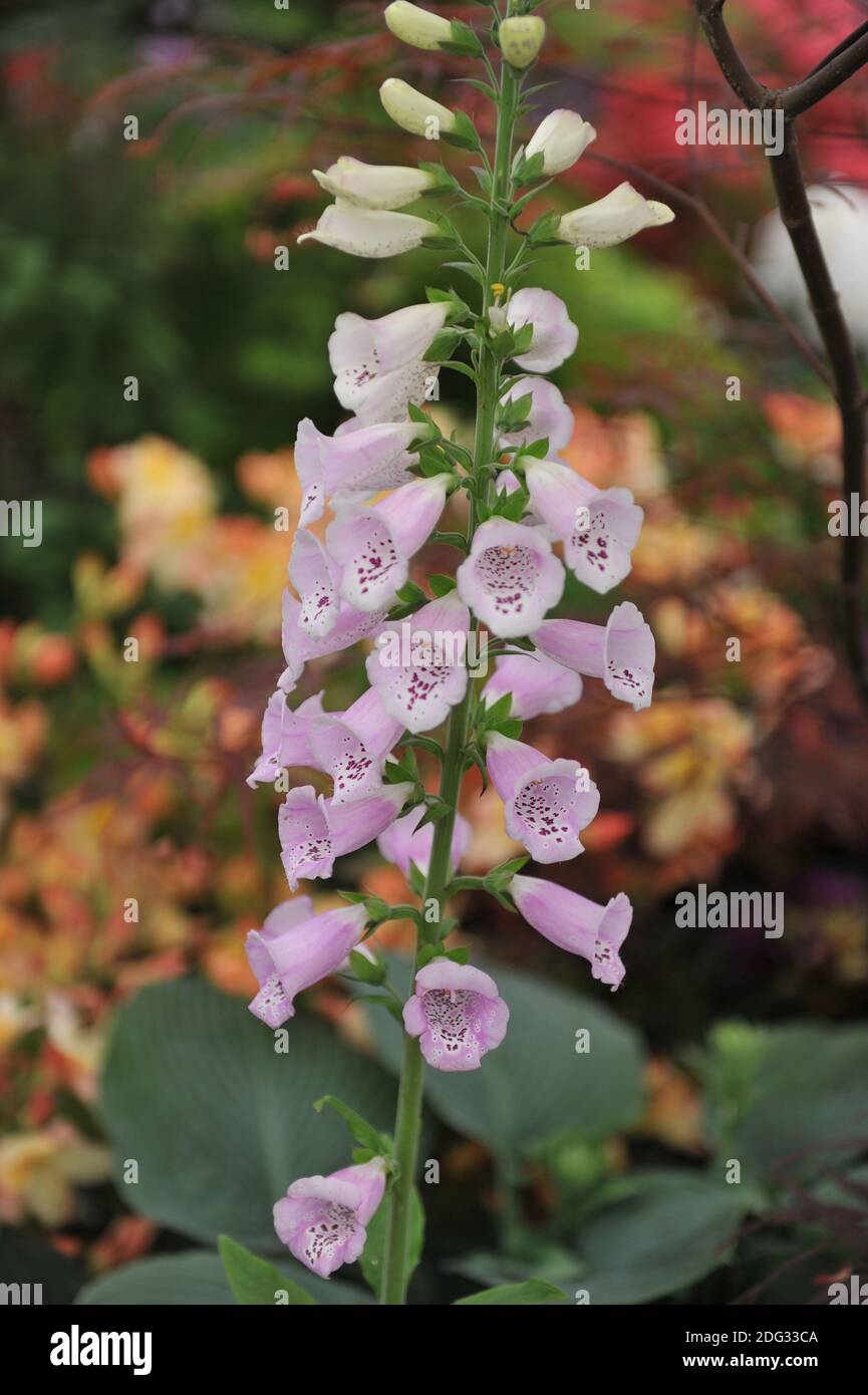 Common foxglove (Digitalis purpurea) Excelsior Group bloom on an exhibition in May Stock Photo
