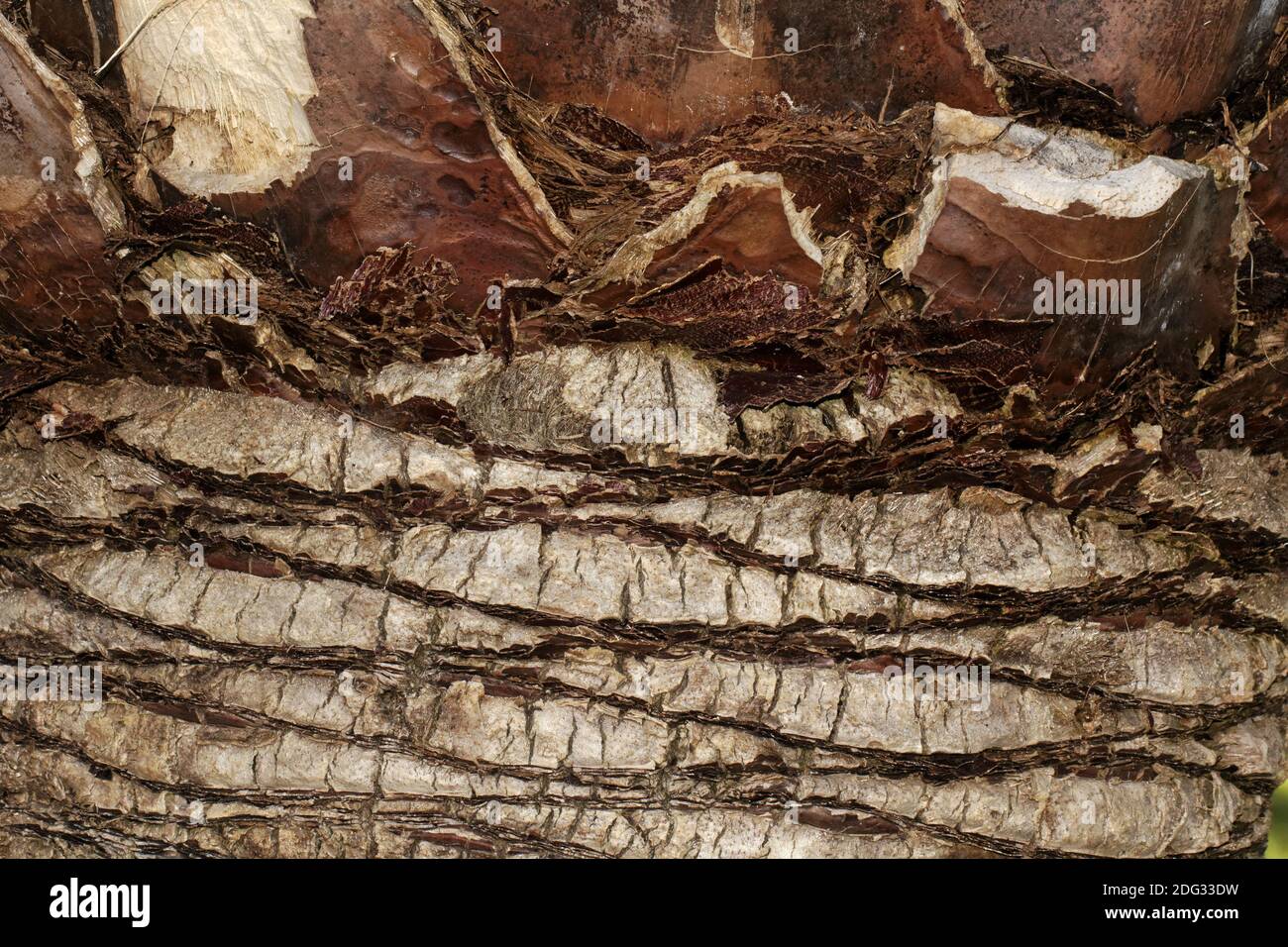Butia capitata, Wine Palm, Jelly Palm, Pindo Palm Stock Photo Alamy