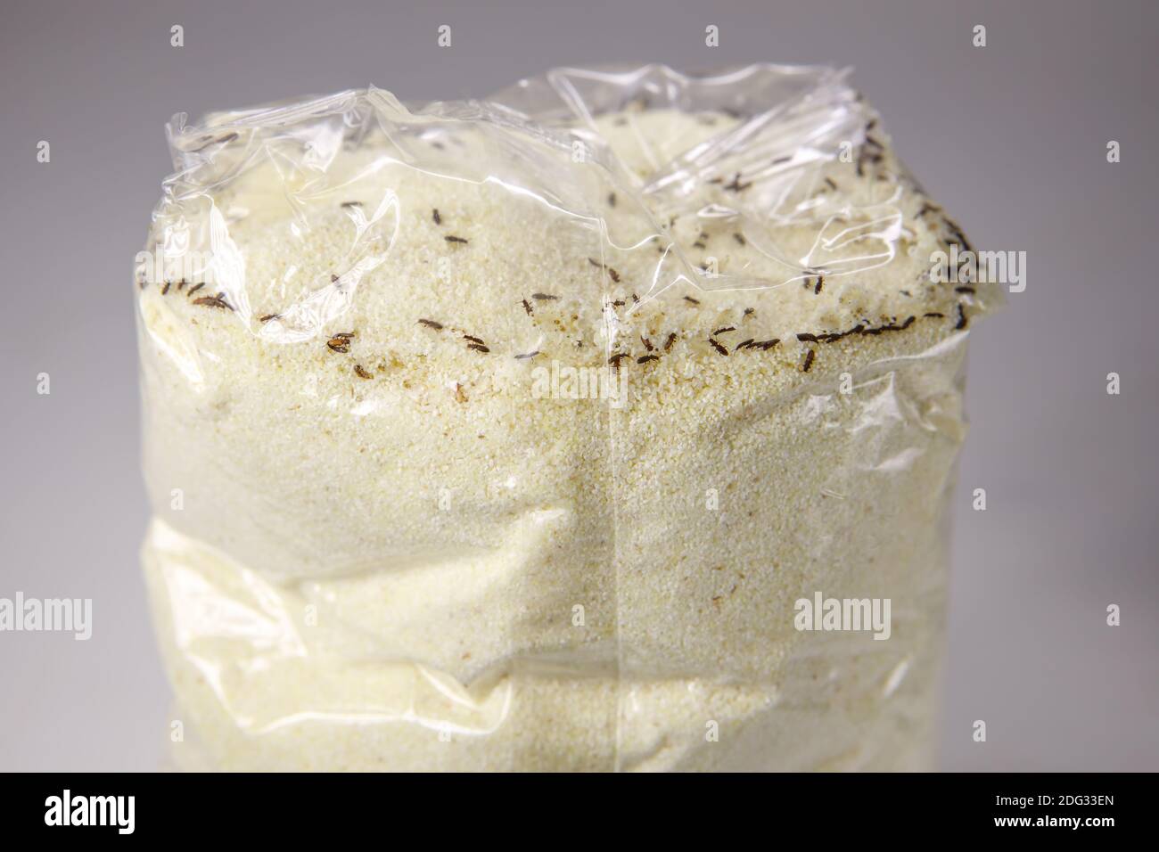 Flour beetle Tribolium confusum in a plastic bag with semolina. Small