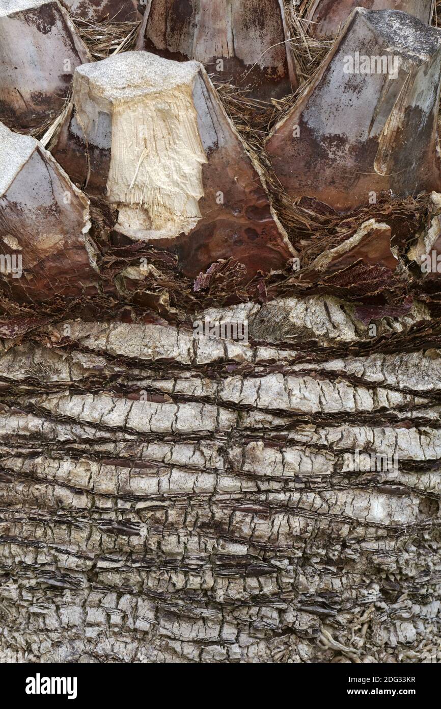 Butia capitata, Wine Palm, Jelly Palm, Pindo Palm Stock Photo Alamy