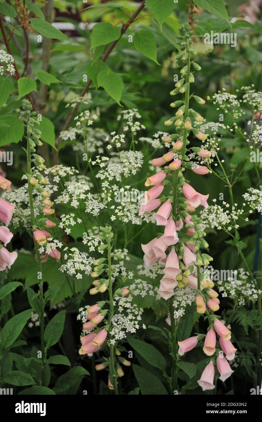 Pink common foxglove (Digitalis purpurea) Sutton's Apricot bloom on an exhibition in May Stock Photo