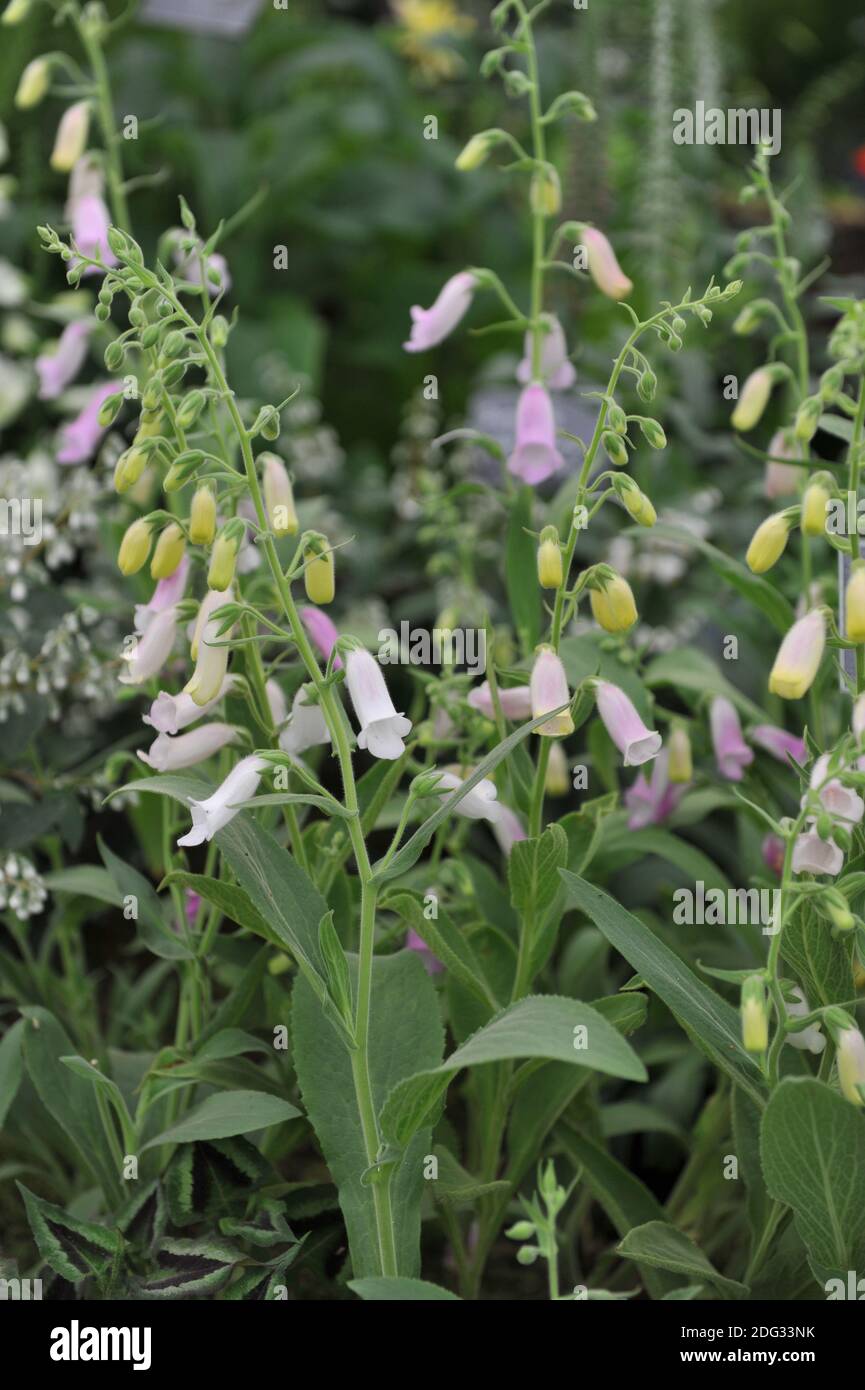 Spanish foxglove (Digitalis thapsi) blooms on an exhibition in May Stock Photo