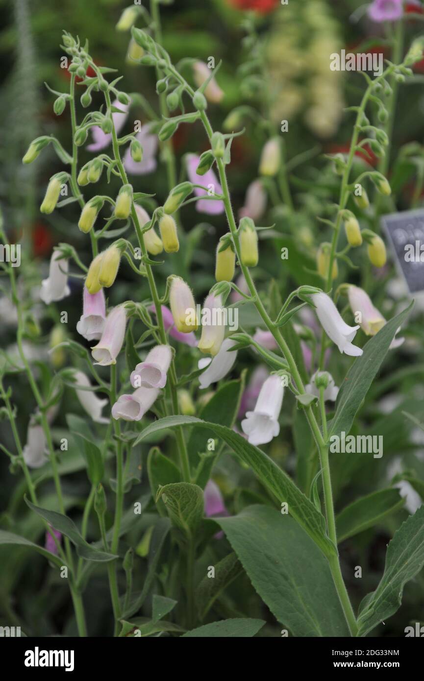 Spanish foxglove (Digitalis thapsi) blooms on an exhibition in May Stock Photo