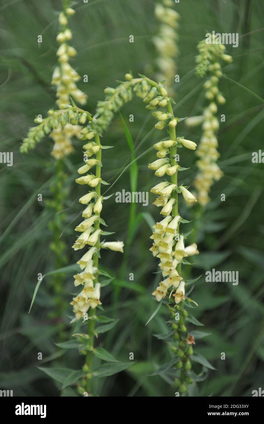Green foxglove (Digitalis viridiflora) blooms in a garden in June Stock