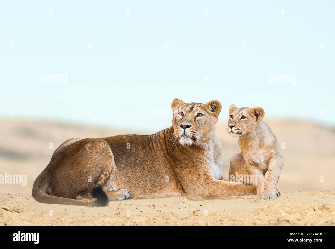 Lioness with her cub having rest in desert Stock Photo