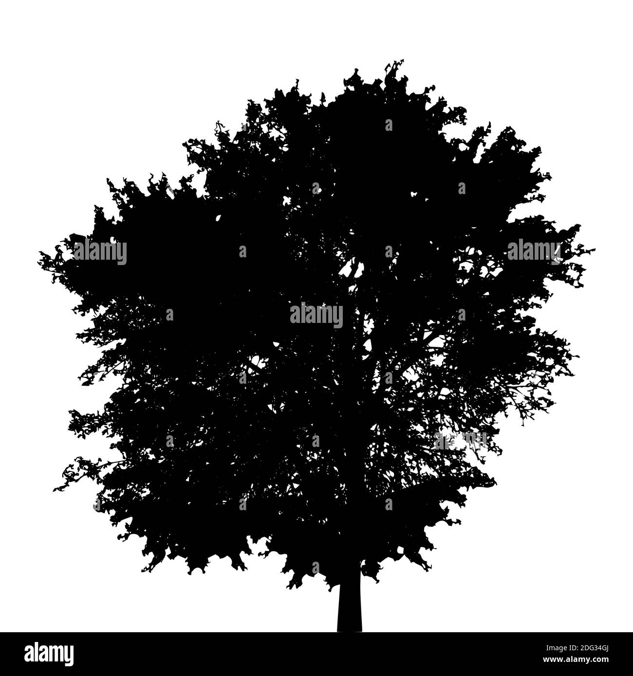 Deciduous trees in silhouette Cut Out Stock Images & Pictures - Alamy