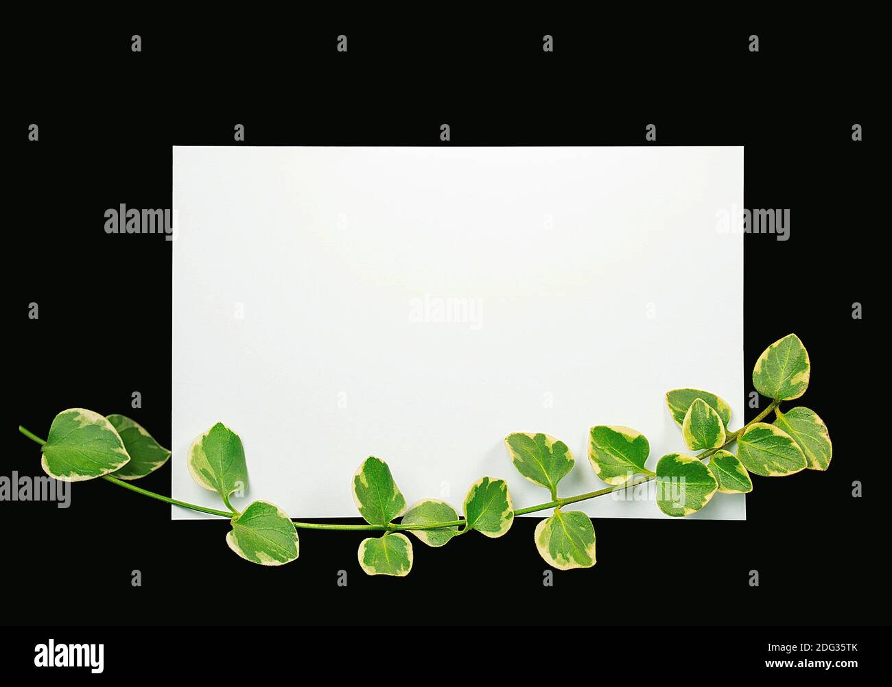 green ivy on blank white notecard with black background Stock Photo