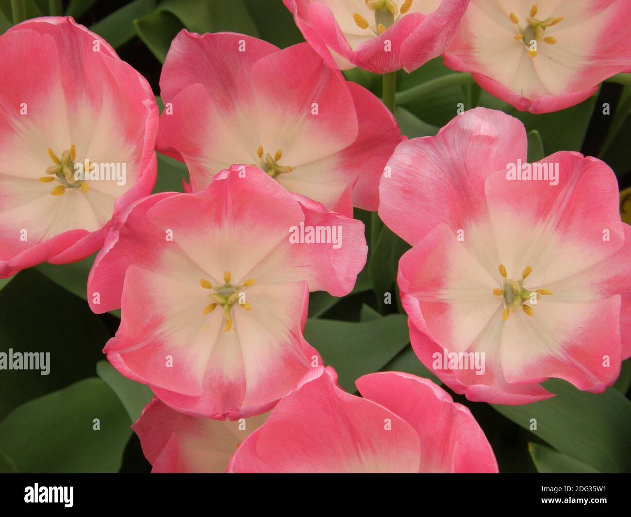 Pink and white Single Late tulips (Tulipa) Dreamland bloom in a garden in April Stock Photo