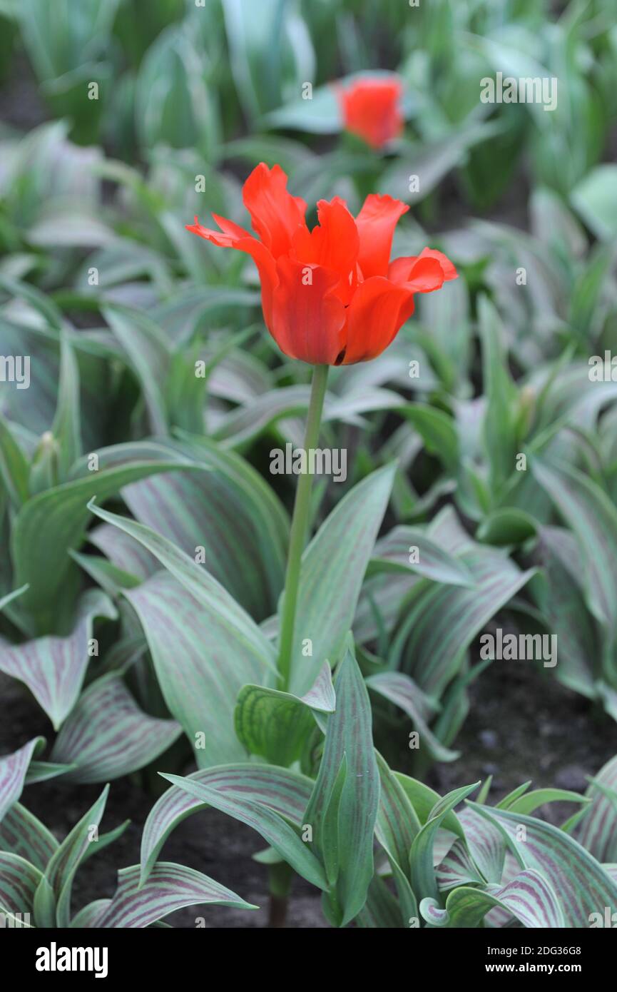 Red greigii tulips (Tulipa) Dubbele Roodkapje (Double Red Riding Hood) with striped leaves bloom in a garden in March Stock Photo