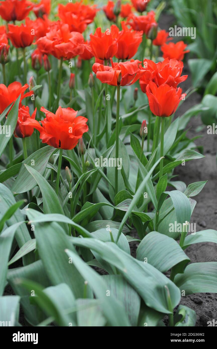 Red greigii tulips (Tulipa) Dubbele Roodkapje (Double Red Riding Hood) with striped leaves bloom in a garden in March Stock Photo