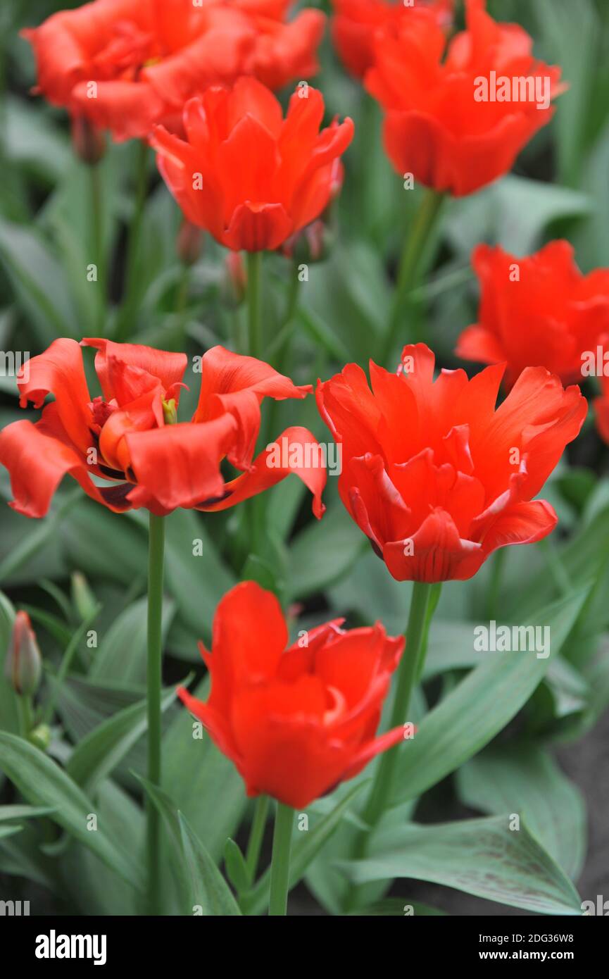 Red greigii tulips (Tulipa) Dubbele Roodkapje (Double Red Riding Hood) with striped leaves bloom in a garden in March Stock Photo