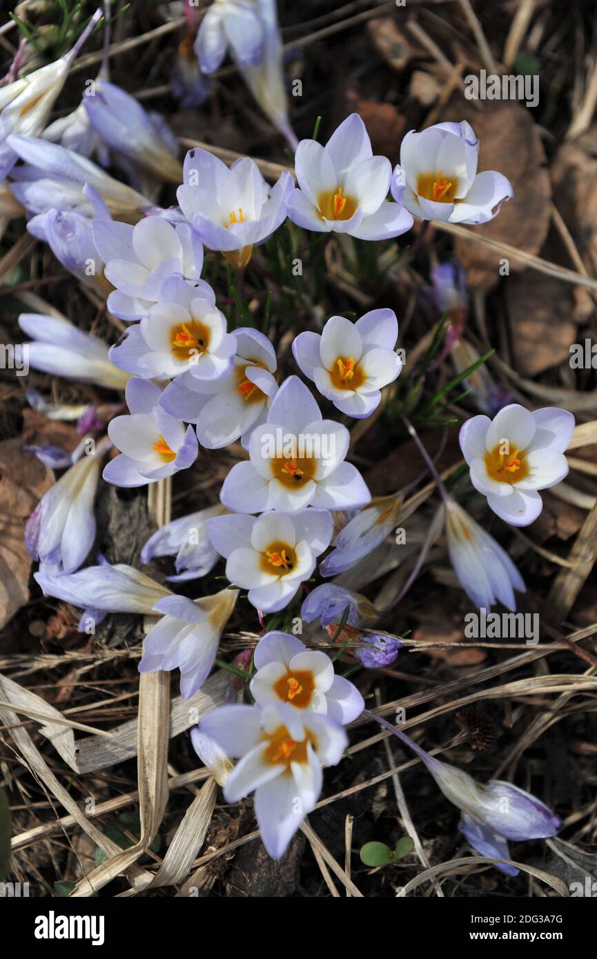 Crocus Blue Pearl bloom in a garden in March Stock Photo