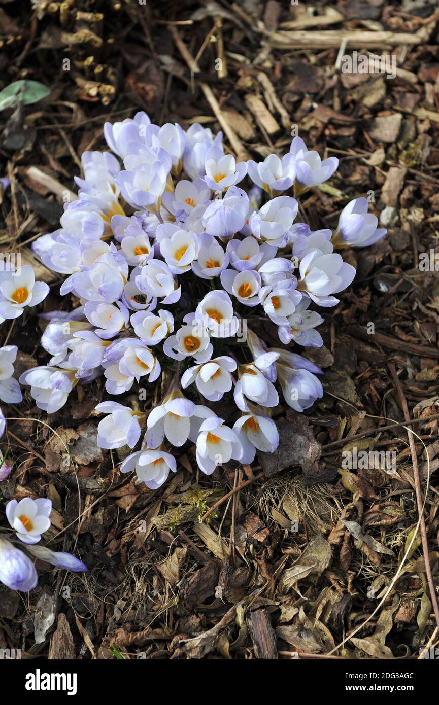 Crocus Blue Pearl bloom in a garden in March Stock Photo