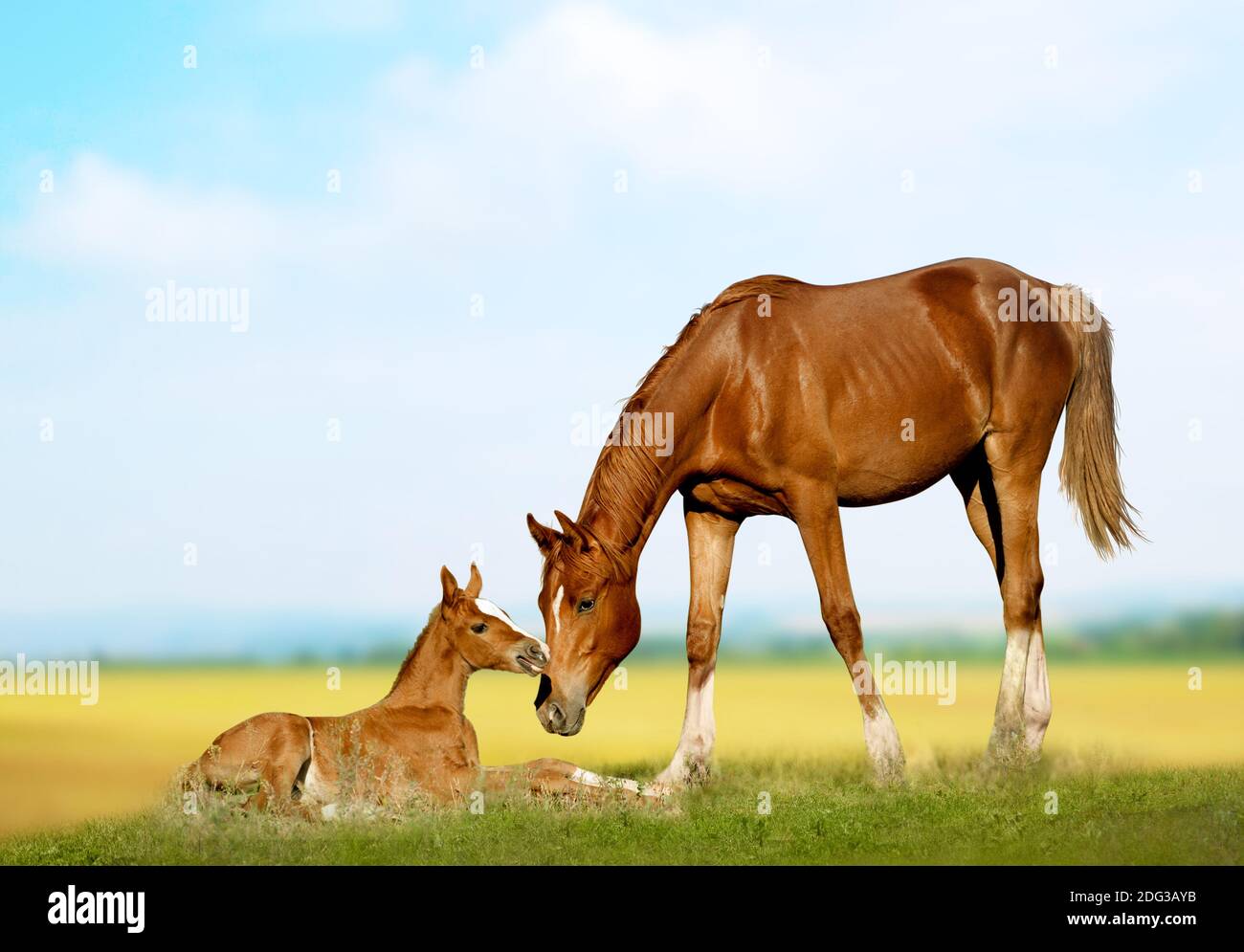 Chestnut purebred mare with foal on a field Stock Photo