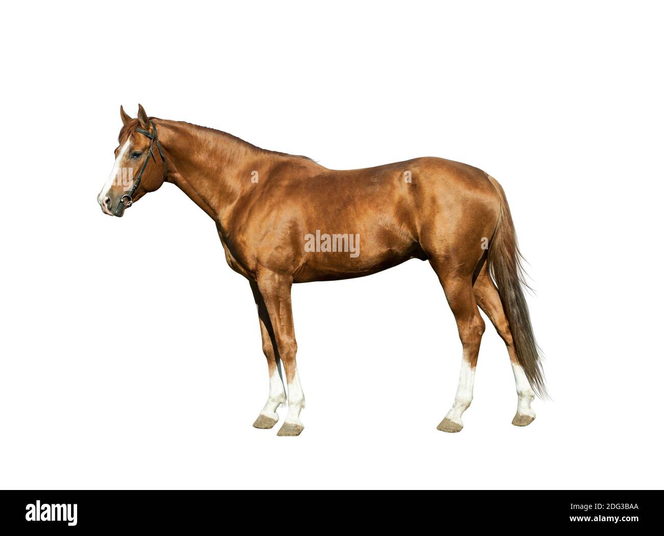 Chestnut stallion isolated over a white background Stock Photo