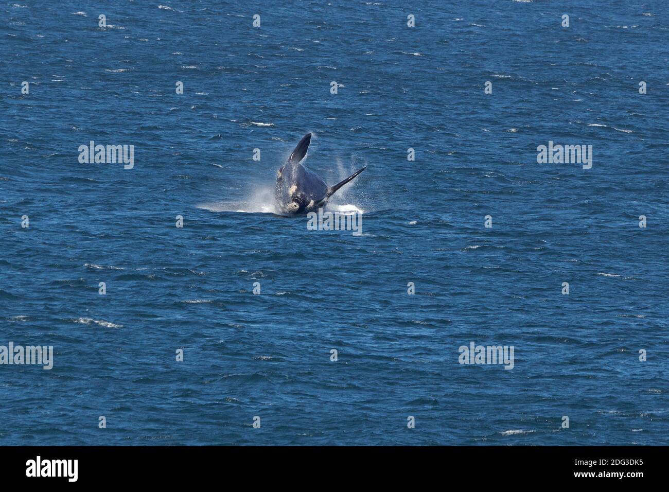 Southern Right Whale Stock Photo - Alamy