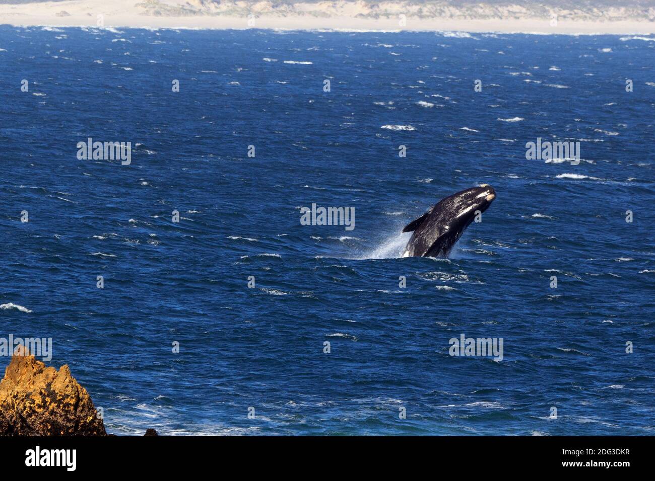 Southern Right Whale Stock Photo - Alamy