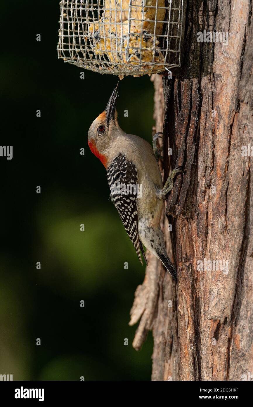 Red-bellied Woodpecker using suet feeder. Stock Photo