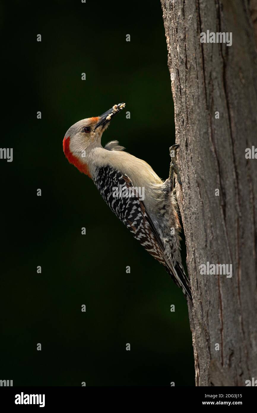 Red-bellied Woodpecker using suet feeder. Stock Photo
