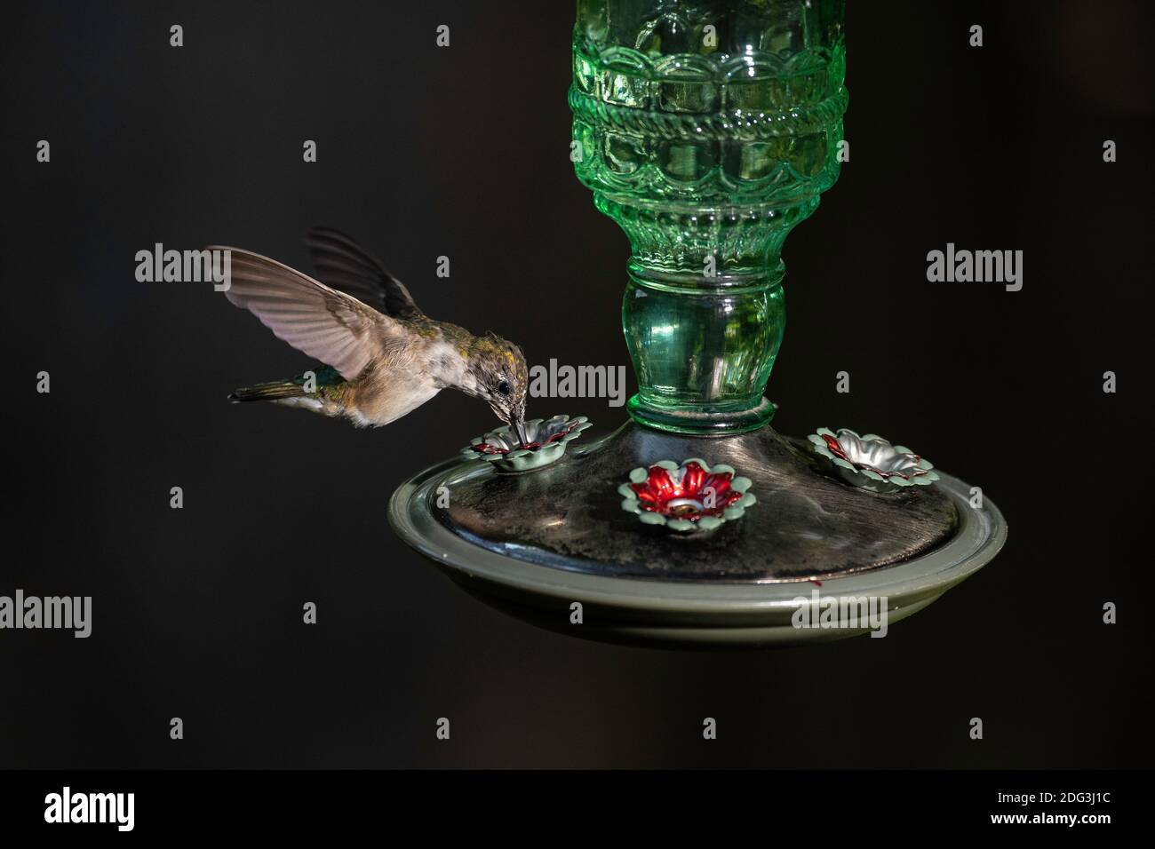 Male Ruby-throated Hummingbird using feeder. Stock Photo