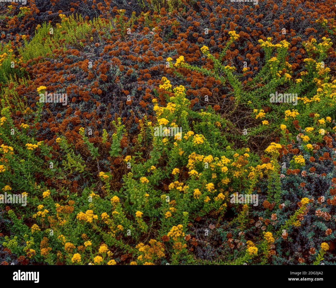 Mock Heather, Buckwheat,  Montana de Oro State Park, San Luis Obispo County, California Stock Photo