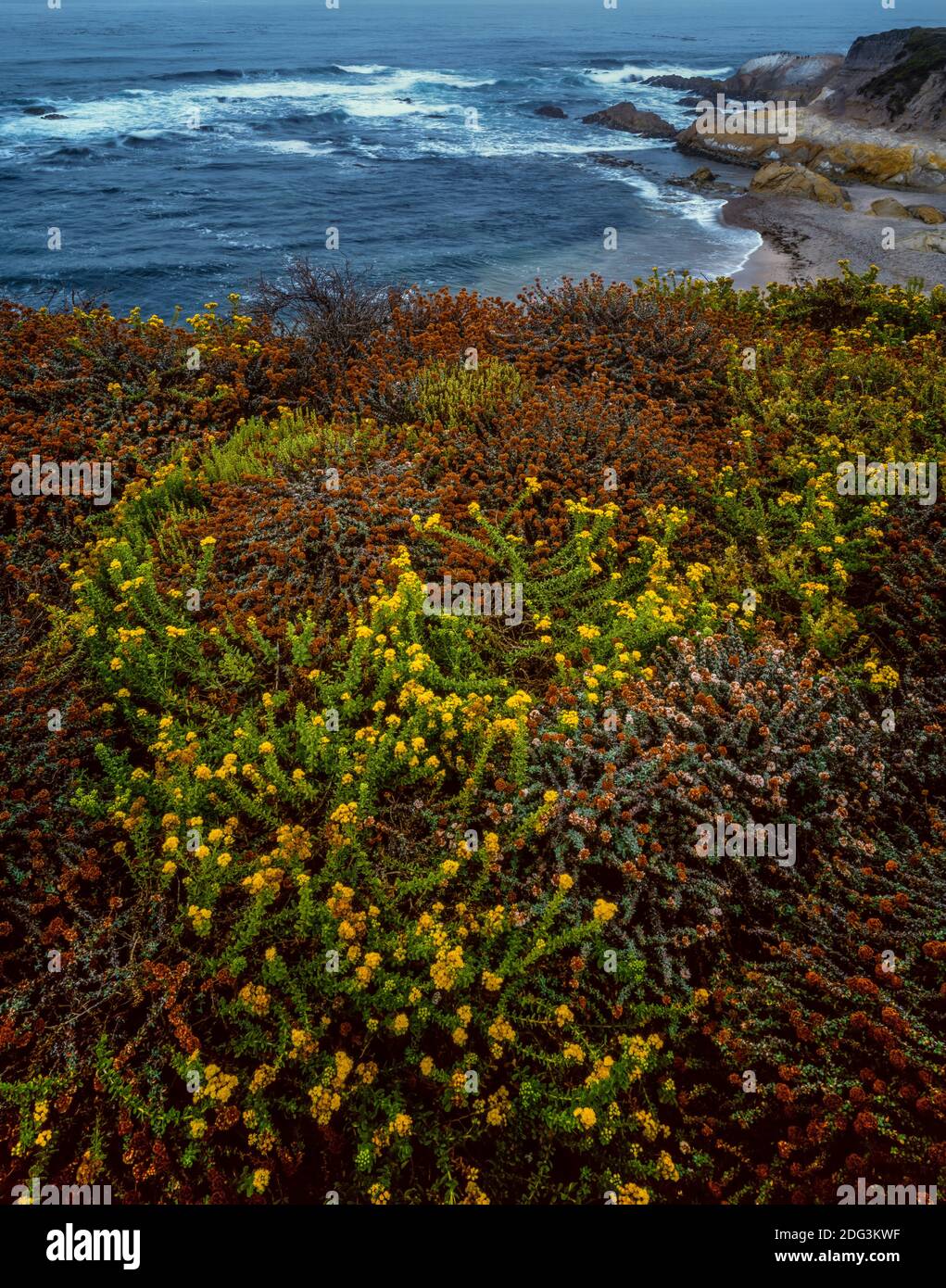 Mock Heather, Buckwheat, Montana de Oro State Park, San Luis Obispo County, California Stock Photo