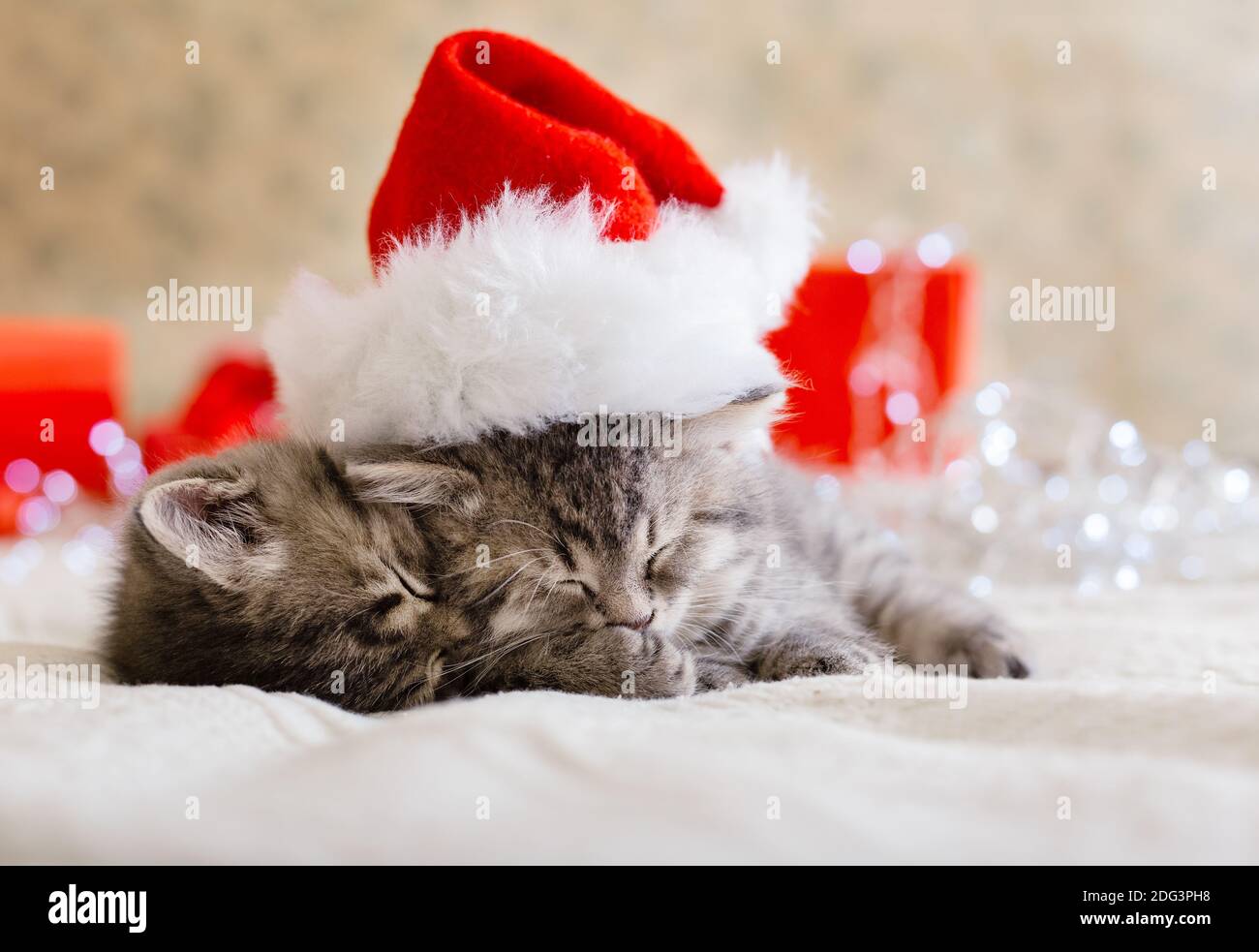 Cute tabby kittens sleeping together in christmas hat with garland lights, Xmas gifts. Santa Claus hat on pretty Baby cat. Christmas cats. Home pets Stock Photo
