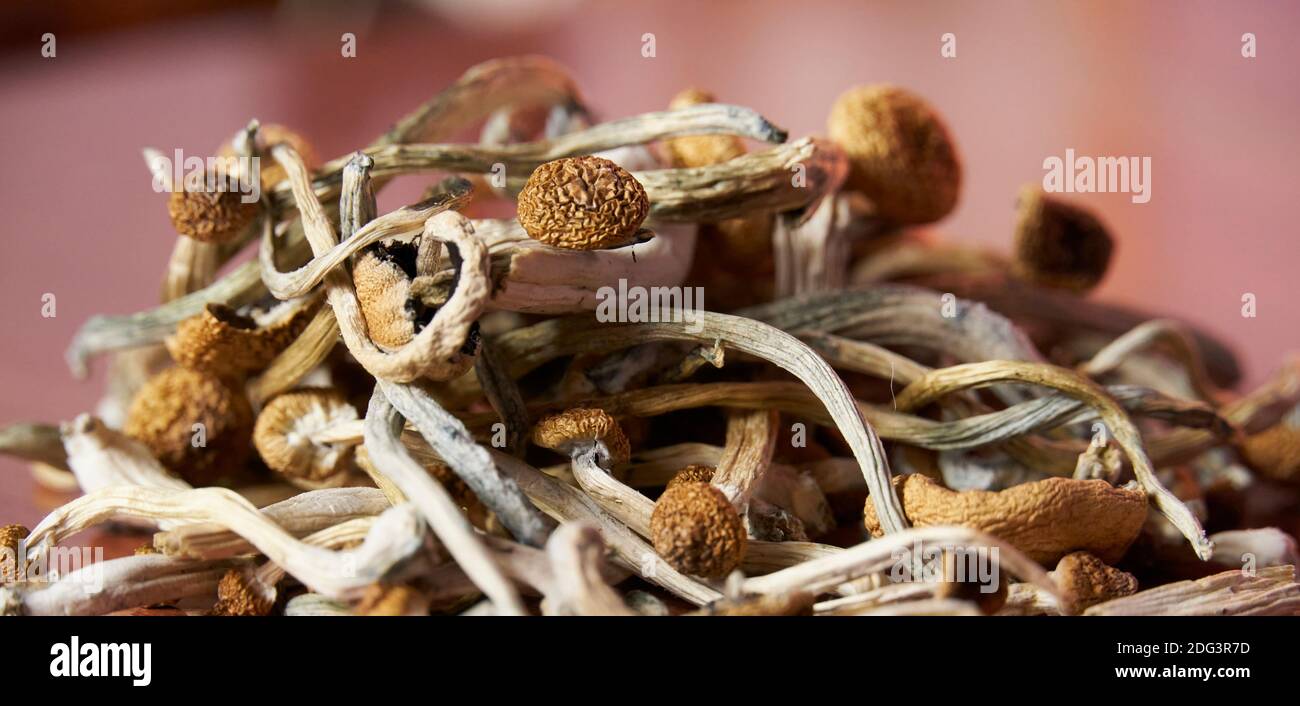 Dried psilocybin mushrooms on a table Stock Photo Alamy