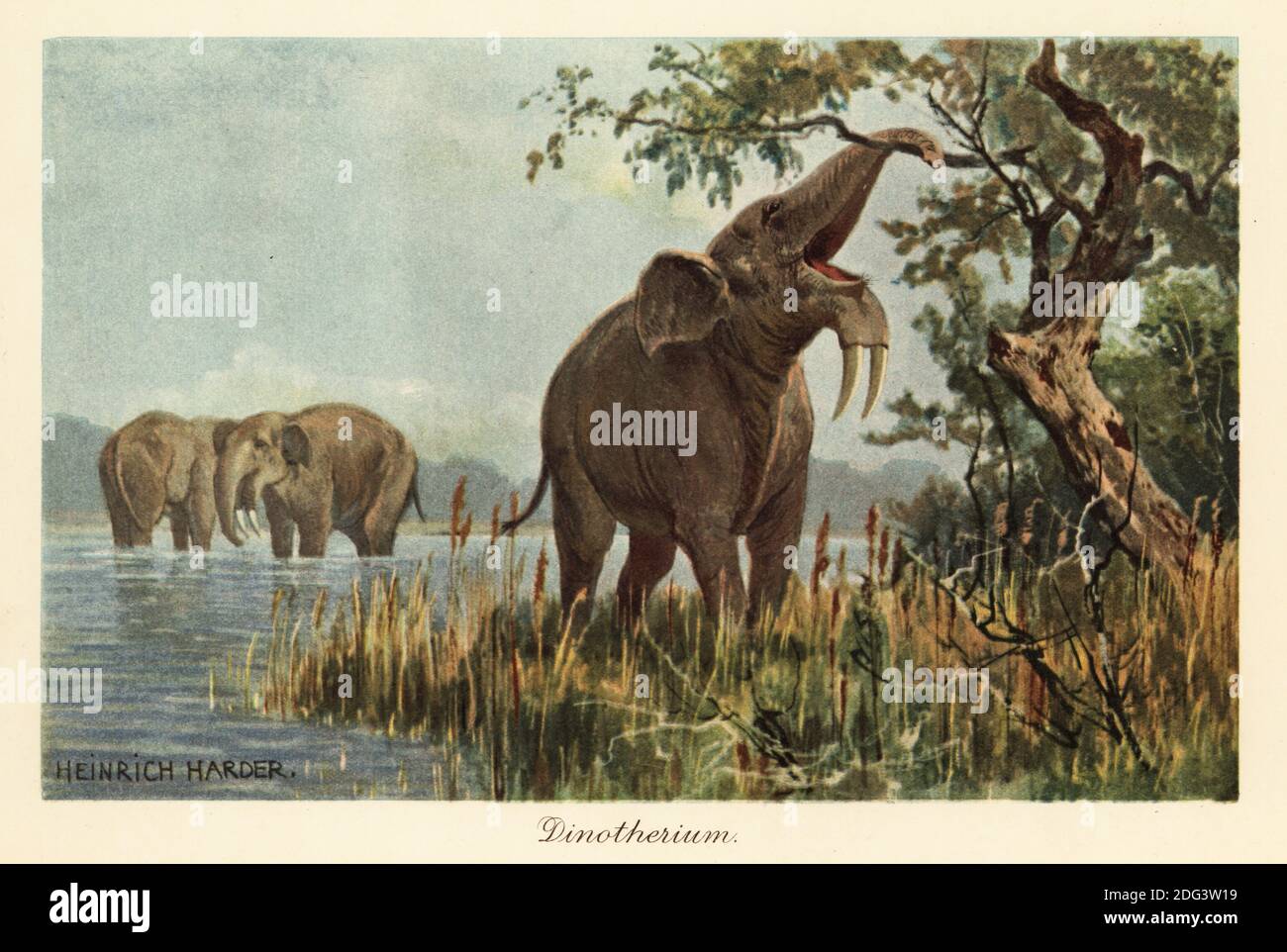 Deinotherium Giganteum Prehistoric Elephant Wood Engraving Published In  1893 Stock Illustration - Download Image Now - iStock