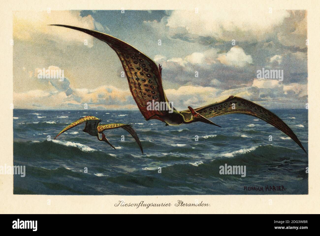 Pteranodon longiceps flying over the sea. Pteranodon (from the Greek for wing and toothless. Large flying pterosaurs from the Late Cretaceous with a wingspan of seven meters. Riesenflugsaurier Pteranodon. Colour printed illustration by Heinrich Harder from Wilhelm Bolsche’s Tiere der Urwelt (Animals of the Prehistoric World), Reichardt Cocoa company, Hamburg, 1908. Heinrich Harder (1858-1935) was a German landscape artist and book illustrator. Stock Photo