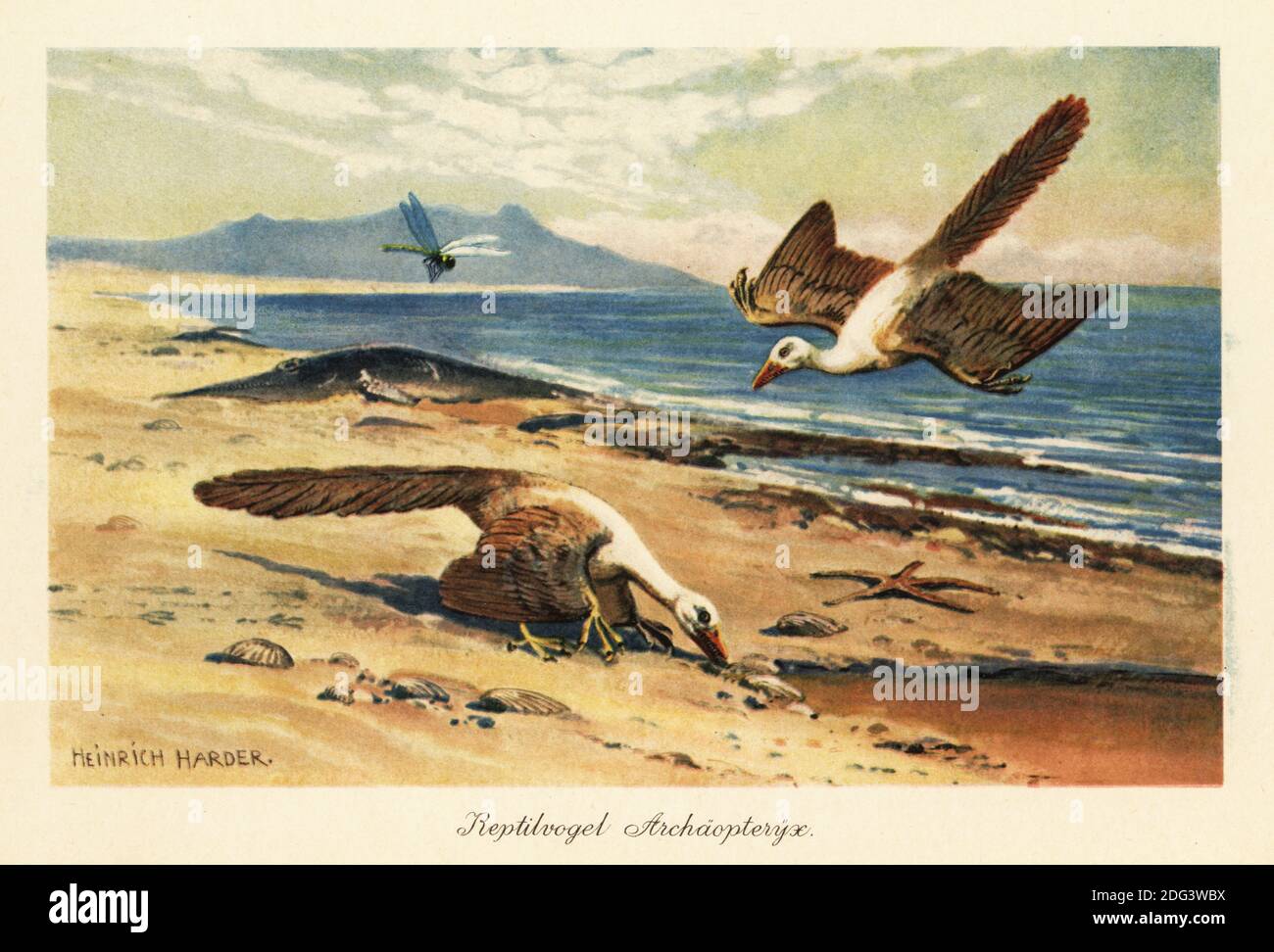 Two Archeopteryx foraging on the shore, Archaeopteryx lithographica. Reptilvogel or Urvogel