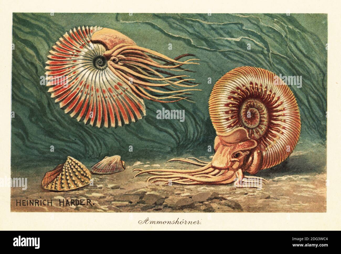 Extinct ammonites swimming in the ocean. Ammonoids, group of extinct marine mollusc animals in the subclass Ammonoidea of the class Cephalopoda. Ammonshorner. Colour printed illustration by Heinrich Harder from Wilhelm Bolsche’s Tiere der Urwelt (Animals of the Prehistoric World), Reichardt Cocoa company, Hamburg, 1908. Heinrich Harder (1858-1935) was a German landscape artist and book illustrator. Stock Photo