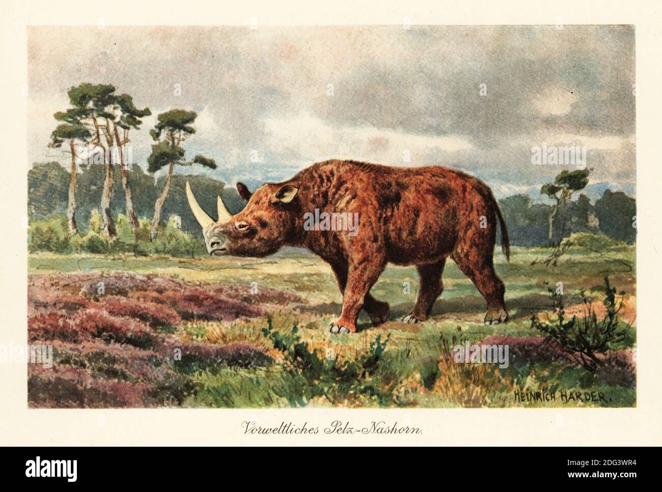 Woolly rhinoceros, Coelodonta antiquitatis, on the steppes. Extinct species of rhinoceros native to the northern steppes of Eurasia, Pleistocene to the last glacial period. Vorweltliches Pelz-Nashorn. Colour printed illustration by Heinrich Harder from Wilhelm Bolsche’s Tiere der Urwelt (Animals of the Prehistoric World), Reichardt Cocoa company, Hamburg, 1908. Heinrich Harder (1858-1935) was a German landscape artist and book illustrator. Stock Photo