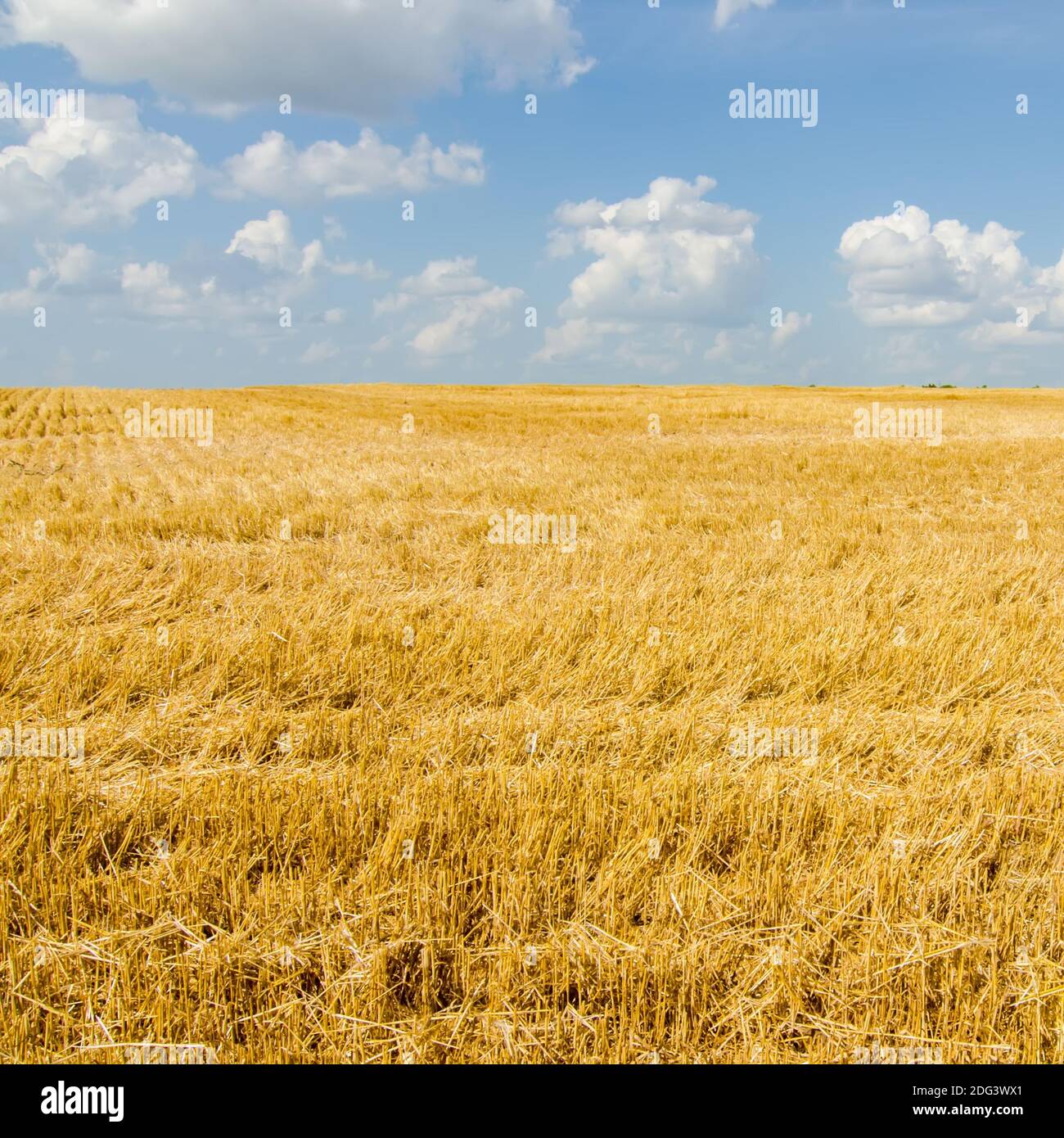 Harvest ready farm field with blue sky Stock Photo - Alamy