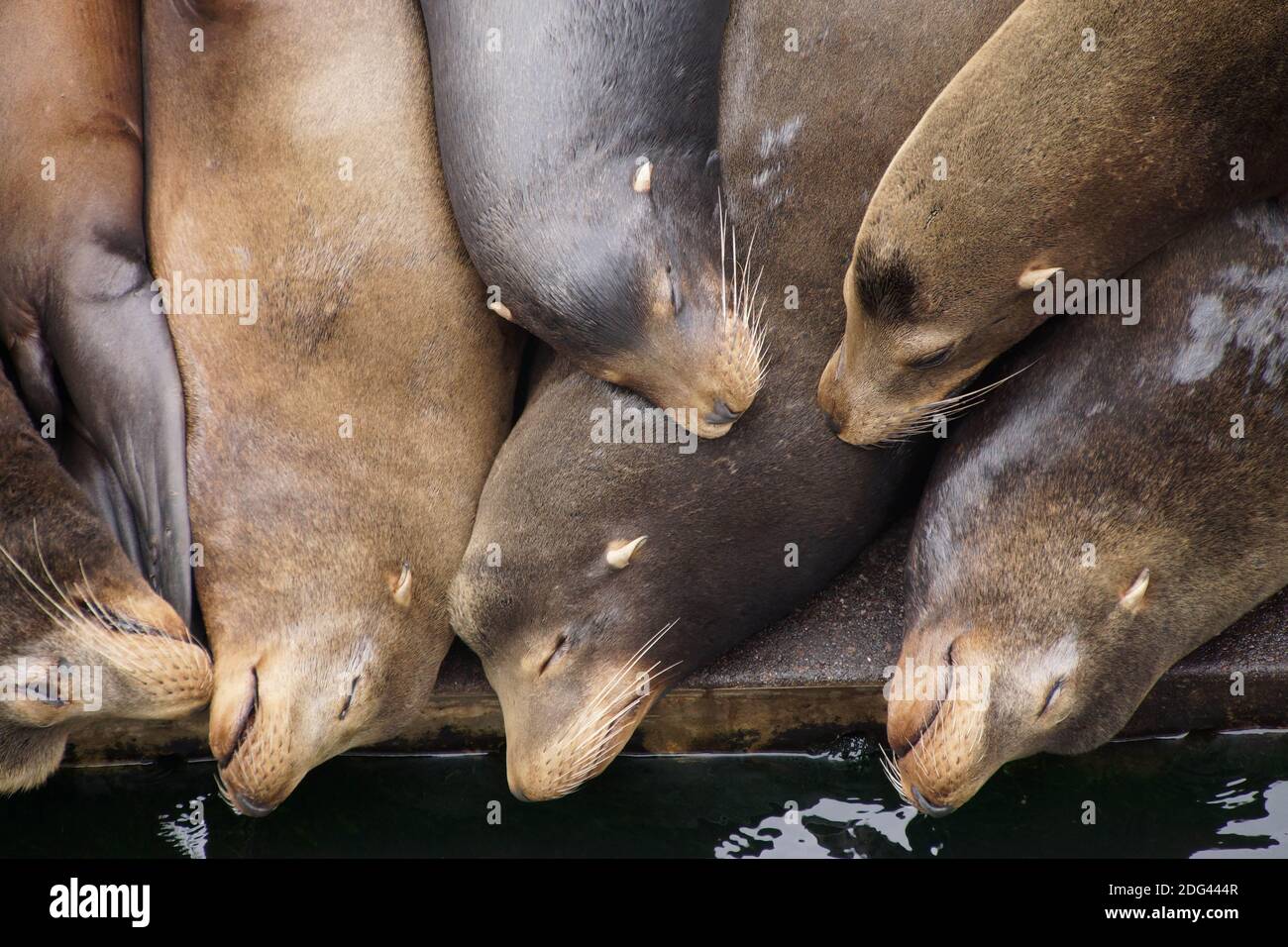 California sea lions sleep in huddled piles on a crowded wharf,  (Zalophus californianus) , Newport Bay Harbor,Oregon coast Stock Photo