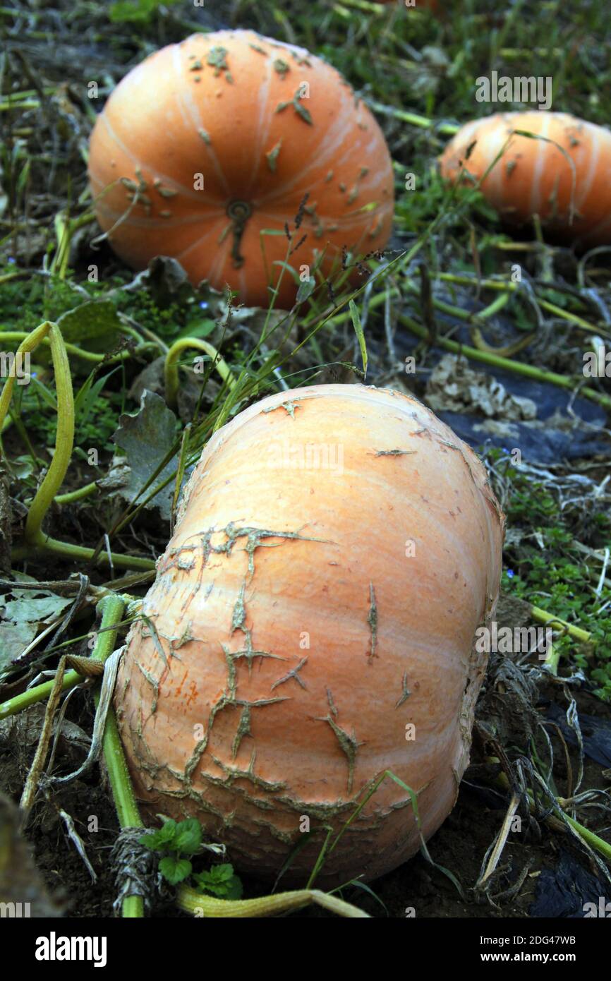 Pumpkins in a field Stock Photo