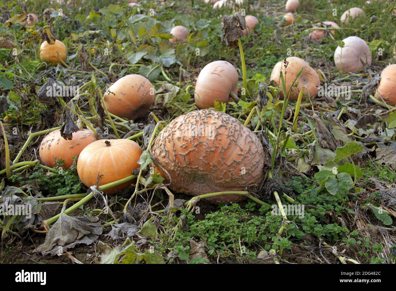 Pumpkins in a field Stock Photo